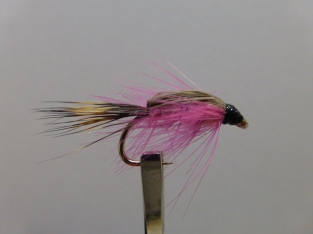 Size 16 Shrimp Pink